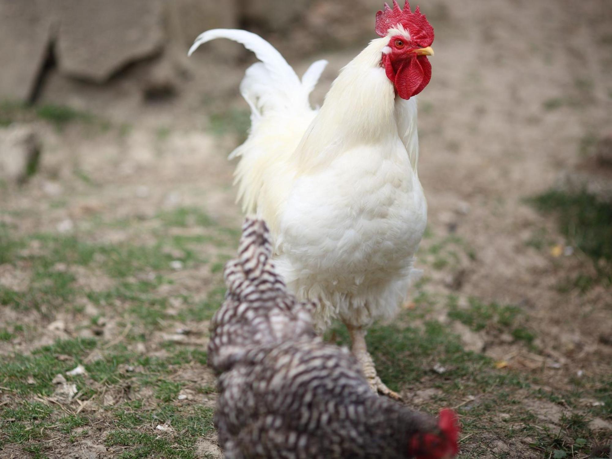 Ferienhof An Der Lay Kerpen  Zewnętrze zdjęcie
